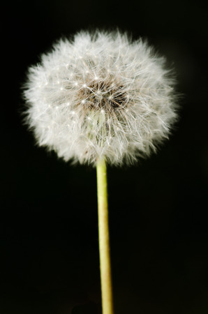 Detail of past bloom dandelion on black blur background.の写真素材