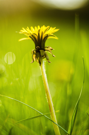 Detail of closed yellow dandelion bloom isolated on blur green background.の写真素材