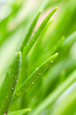 Several leafs like nature texture with blur background.の写真素材