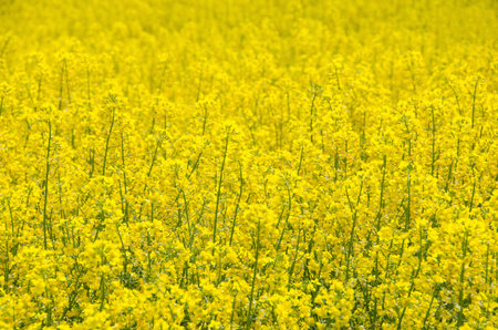 Field of yellow blooming rape seed