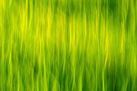 Green yellow blur grass as nature background.の写真素材