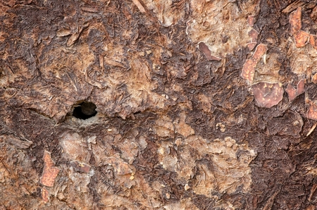 Old crackled paint wood texture with circle hole. の写真素材