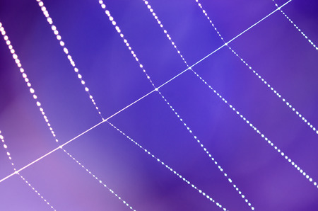 Spider web with dew drops idolated on blur blue purple background.の写真素材