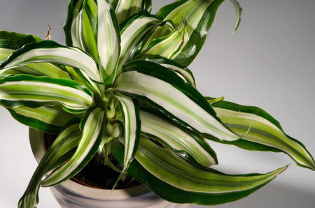 Striped home plant in the beige pot.の写真素材