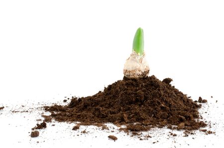 Sprouting and growing jacinth bulb in earth as nice spring picture.の写真素材