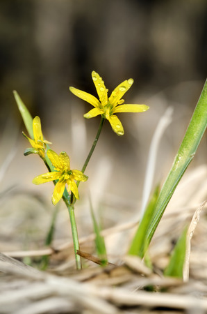 Bright blooms of Gagea lutea on the meadow isolated against blur background.の写真素材