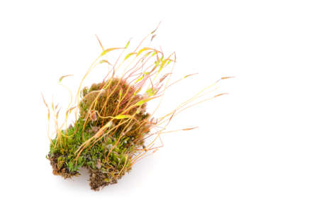 Detail of moss isolated on white background.の写真素材