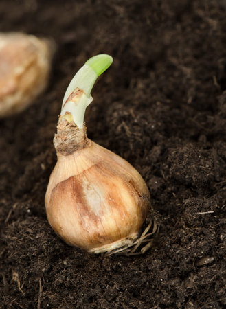 Sprouting daffodil bulb on earth, other one in the background.