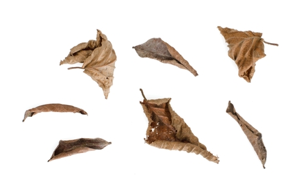 Set of old dead autumn leaves isolated on white background.の写真素材