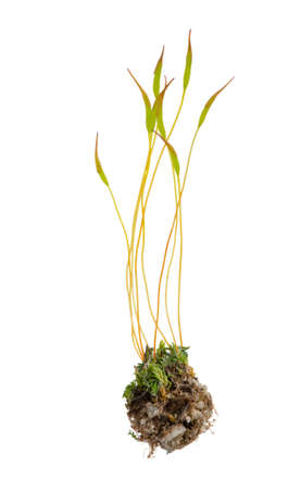 Detail of moss isolated on white background.の写真素材