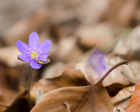 Blooming Hepatica nobilis isolated among old autumn leaves.の写真素材