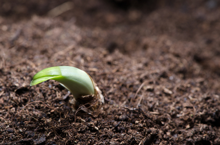 Sprouting daffodil on the cultivated flowerbed.の写真素材