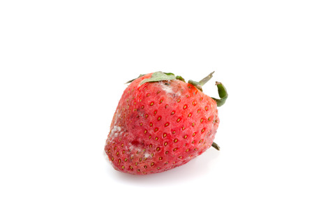 Moldy rotten strawberry isolated on white background.の写真素材