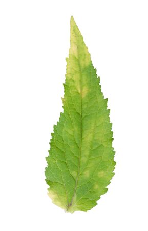 Detail of Campanula rapunculoides leaf isolated on white background.の写真素材