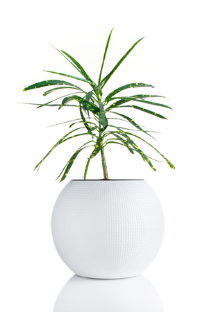 Nice houseplant in white flowerpot isolated on white background.の写真素材