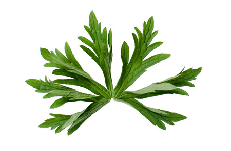 Geranium pratense leaf idolated on white background.の写真素材