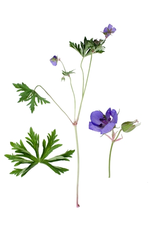 Meadow Cranesbill and details of leaf and bloom beside isolated on white background.の写真素材