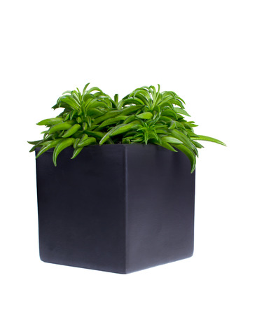 Peperomia happybean in gray ceramic pot isolated on white background.の写真素材