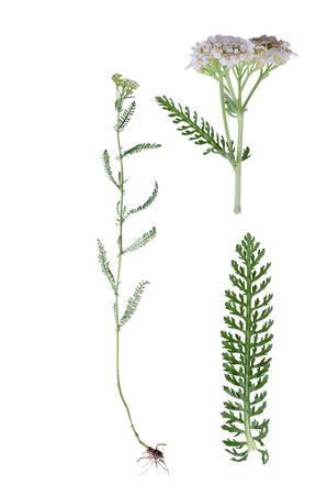 Yarrow flower and details of root, bloom and leaf beside isolated on white background.の写真素材