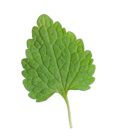 Fresh nettle leaf isolated on white background, often used in herbal alternative medicineの写真素材