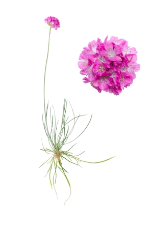 Armeria juniperifolia and detail of bloom isolated on white background.の写真素材