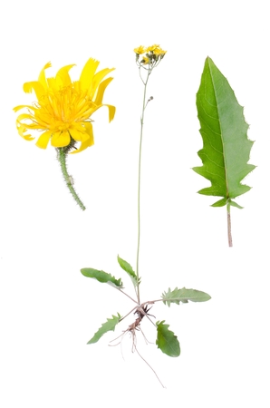 Crepis paludosa with details of leaf and bloom beside isolated on white background.の写真素材
