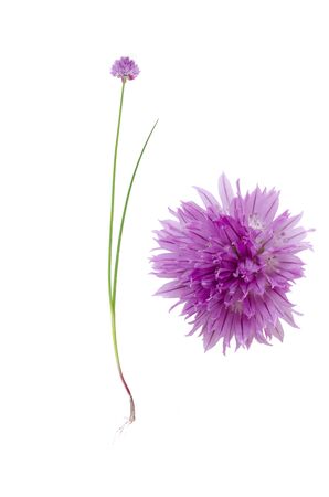Chive isolated on white background and detail of its bloom beside.の写真素材