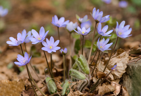 Group of hepatica flowers in woods landscape.の写真素材