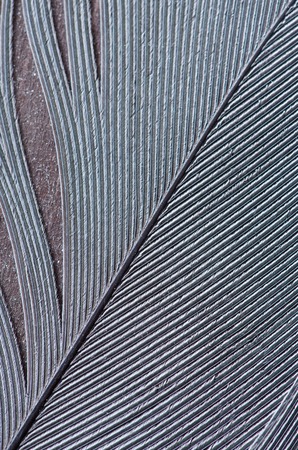 Detail of nice stork feather texture on dark wood surface.の写真素材