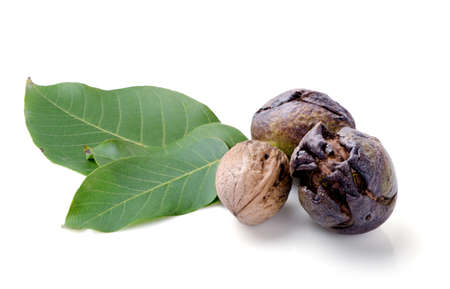 Three walnuts with leaves isolated on white background.の写真素材