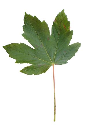 Green maple leaf isolated on white background.の写真素材