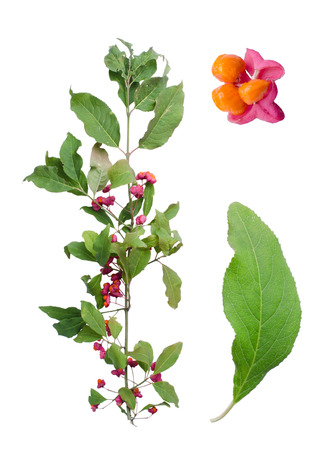 Spindle wood branch with detail of leaf and fruit isolated on white background.の写真素材