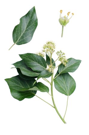 Hedera branch with leaf and bloom detail beside isolated on white background.の写真素材
