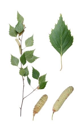 Birch twig, detail of leaf and two aments.の写真素材
