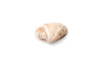Sea shell with isolated on white background.の写真素材