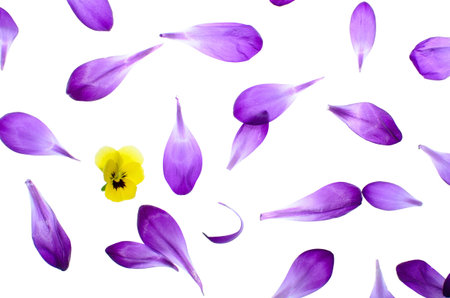 Purple petals and yellow pansy bloom isolated on white background