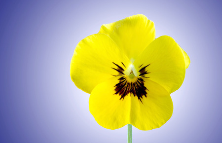 Yellow pansy bloom shot against blue background with backlight.の写真素材
