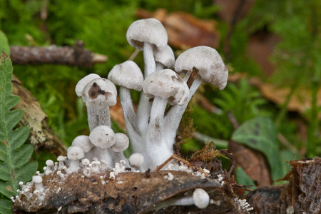 Silky Piggyback on Russula