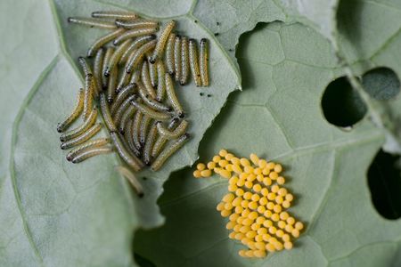 Eggs and larvae of the Cabbage white butterfly on brassica.の写真素材