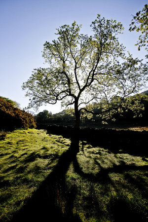 Silhouette of a tree and shadow on grass.の写真素材