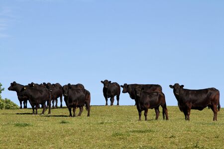 Welsh black cattle in a green field with blue sky.の写真素材