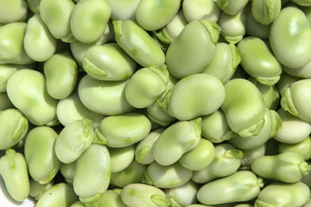 Freshly shelled young succulent broad beans.