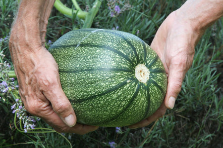Pumpkin, growing, being held in a pair of hands.の写真素材