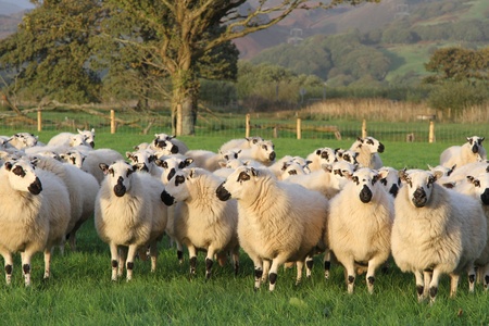 A flock of sheep, ewes, grouped in a green grass field backed with a tree and wire fence.の写真素材