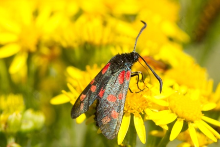 Six spotted burnet, moth, Zygaena filipendulae, feeding on ragwort, Senecio jacobaea.の写真素材