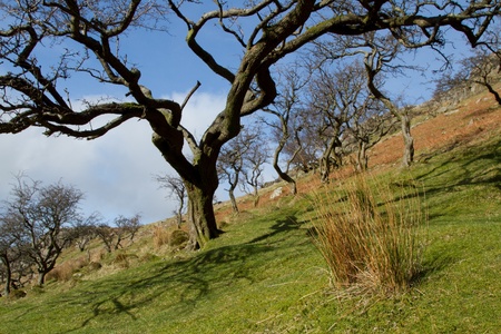 The skeletal shapes of the Hawthorn trees, Crataegus monogyna, on a hillside with grass tuft, green grass and the red of bracken against a blue sky.の写真素材