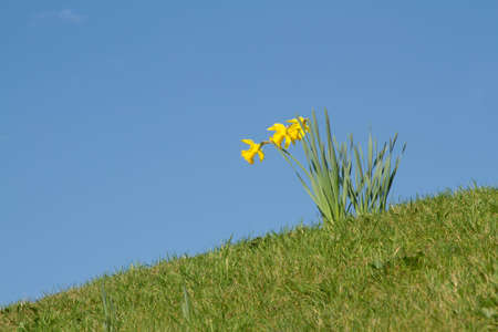 Blooming yellow wild daffodils, Narcissus pseudonarcissus, on a green grass bank against a bright blue sky の写真素材