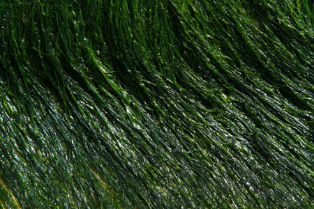 Lengths of dark green textured seaweed waving from left to right, top to bottom.