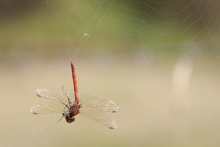 The large red damselfly, Pyrrhosoma nymphula, caught in a spider web hanging upside down.の写真素材