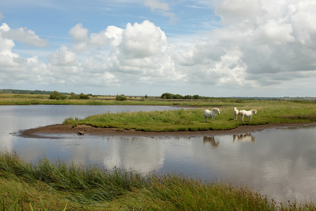 White ponies stand on a patch of grass land surrounded by water on marsh land with a blue cloudy sky in the distance.の写真素材